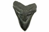 Huge Fossil Megalodon Tooth - South Carolina #367925-1